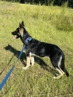 Hanzo, a male German Shepherd Dog for sale in Salley, SC – 3 of 3