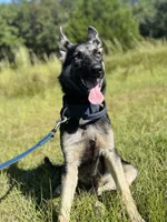 Hanzo, a male German Shepherd Dog for sale in Salley, SC – 2 of 3