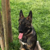 Rocky, a male German Shepherd Dog for sale in Gretna, LA – Photo 9 of 10