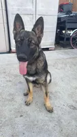 Rocky, a male German Shepherd Dog for sale in Gretna, LA – Photo 8 of 10