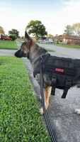Rocky, a male German Shepherd Dog for sale in Gretna, LA – Photo 2 of 10