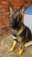 Rocky, a male German Shepherd Dog for sale in Gretna, LA – Photo 3 of 10
