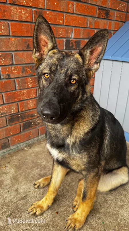 Rocky – German Shepherd Dog puppy for sale in Gretna, LA