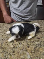 White/Black Male, a male Shih Tzu for sale in Belton, TX – 1 of 2