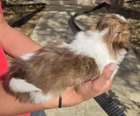 Precious Girl, a female Shih Tzu for sale in Belton, TX – Photo 2 of 3