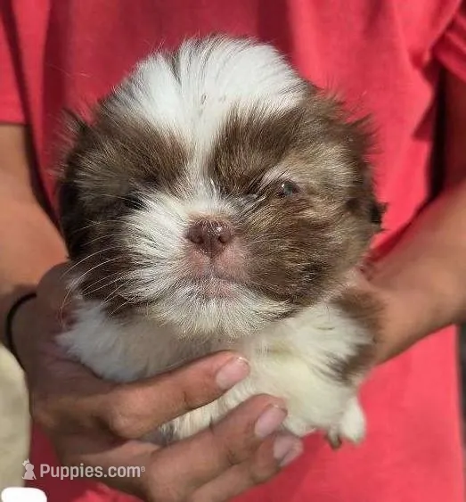 Precious Girl – Shih Tzu puppy for sale in Belton, TX