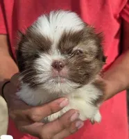 Precious Girl, a female Shih Tzu for sale in Belton, TX – Photo 1 of 3