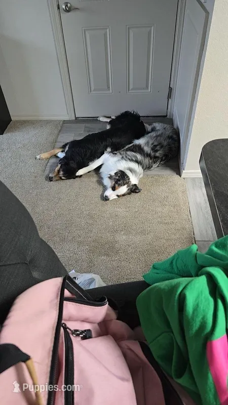 Whiskey  Bailey  – Australian Shepherd puppy for sale in Belton, TX