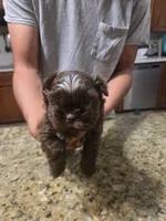 Brown w/white Male on head , a male Shih Tzu for sale in Belton, TX – 2 of 2