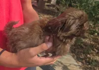 Brownie, a male Shih Tzu for sale in Belton, TX – Photo 3 of 3