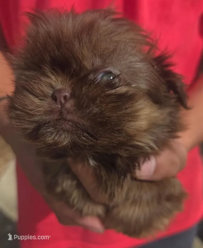 Brownie – Shih Tzu puppy for sale in Belton, TX