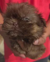 Brownie, a male Shih Tzu for sale in Belton, TX – Photo 1 of 3