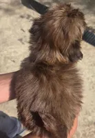 Brownie, a male Shih Tzu for sale in Belton, TX – Photo 2 of 3