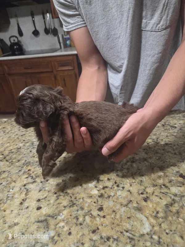 Brown w/white Male on head  – Shih Tzu puppy for sale in Belton, TX