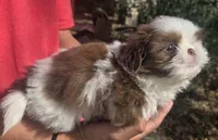 B/W Male 1, a male Shih Tzu for sale in Belton, TX – Photo 3 of 4