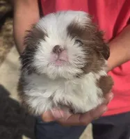 B/W Male 1, a male Shih Tzu for sale in Belton, TX – Photo 4 of 4