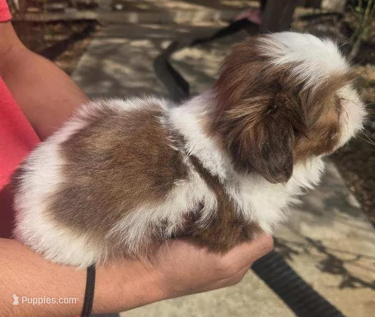 B/W Male 1 – Shih Tzu puppy for sale in Belton, TX