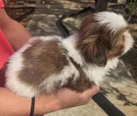 B/W Male 1, a male Shih Tzu for sale in Belton, TX – Photo 1 of 4