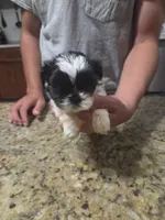 Black/white Female, a female Shih Tzu for sale in Belton, TX – 2 of 2