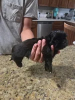 Solid Black Male, a male Shih Tzu for sale in Belton, TX – 1 of 2