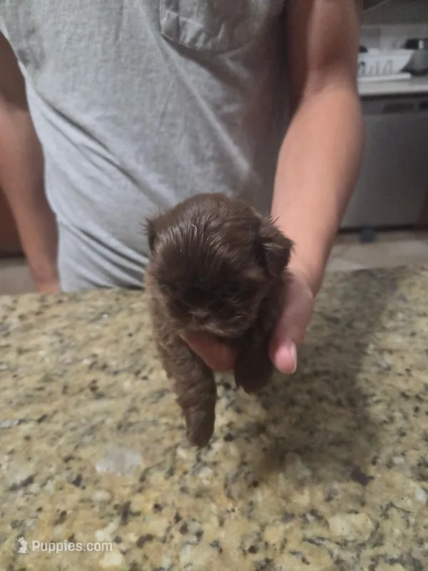Solid Chocolate Female – Shih Tzu puppy for sale in Belton, TX
