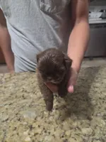 Solid Chocolate Female, a female Shih Tzu for sale in Belton, TX – 1 of 2