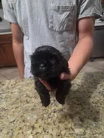 Solid Black Male, a male Shih Tzu for sale in Belton, TX – 2 of 2