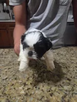 White/Black Male, a male Shih Tzu for sale in Belton, TX – 2 of 2