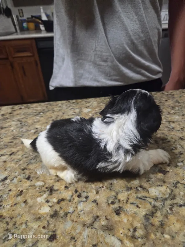 Black/white Female – Shih Tzu puppy for sale in Belton, TX