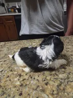 Black/white Female, a female Shih Tzu for sale in Belton, TX – 1 of 2