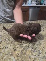 Solid Chocolate Female, a female Shih Tzu for sale in Belton, TX – 2 of 2