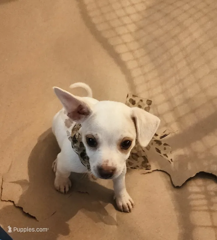 Blanca – Chihuahua puppy for sale in Victoria, TX