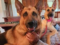 Mia, a female German Shepherd Dog for sale in Victoria, TX – 2 of 2