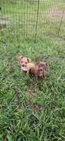Caramel/tan, a female Chihuahua for sale in Victoria, TX – 3 of 3
