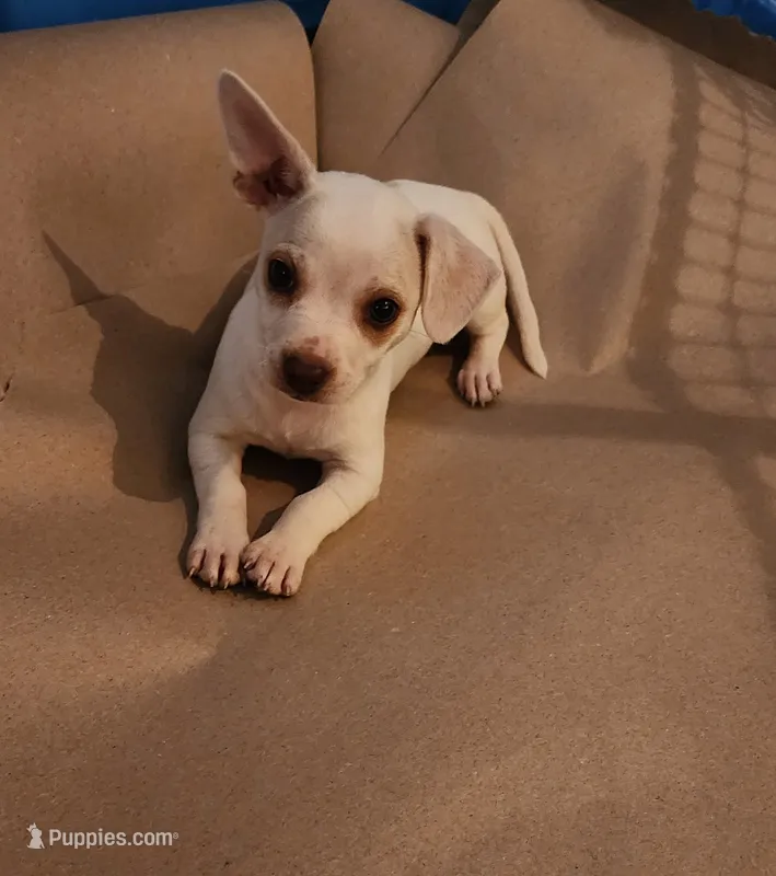 White tan mix – Chihuahua puppy for sale in Victoria, TX