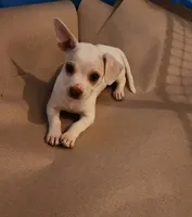 White tan mix, a female Chihuahua for sale in Victoria, TX – 1 of 2