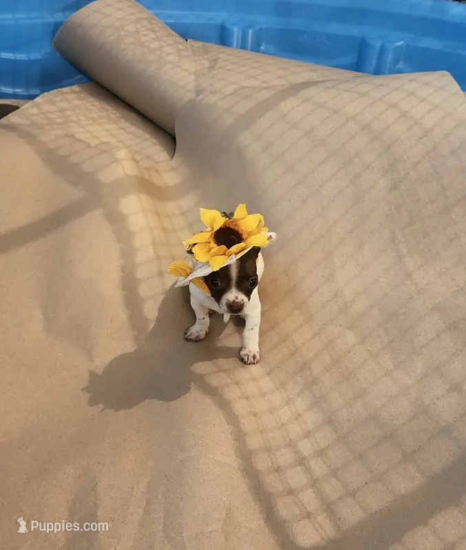 White/chocolate mix – Chihuahua puppy for sale in Victoria, TX