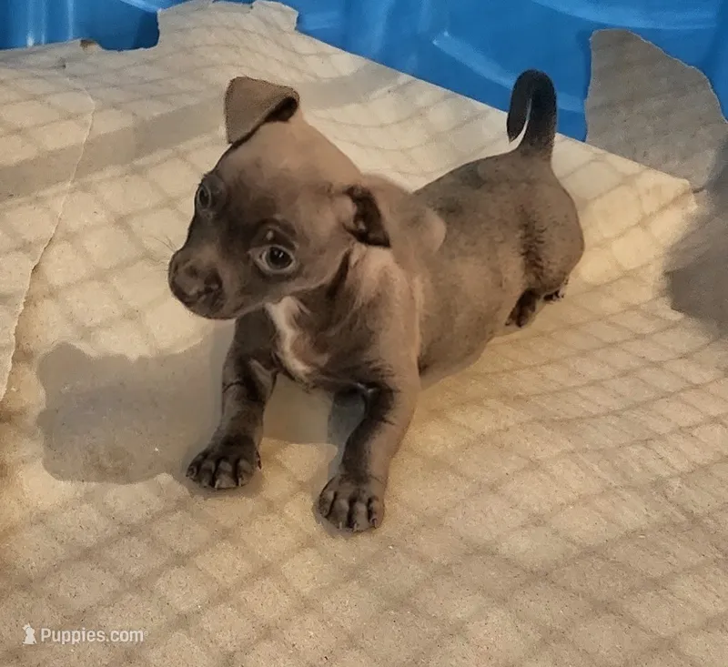 Brownie – Chihuahua puppy for sale in Victoria, TX