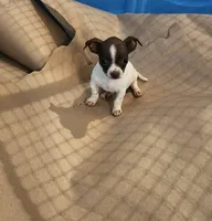 White/chocolate mix, a female Chihuahua for sale in Victoria, TX – 2 of 2