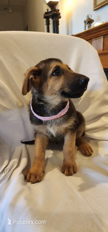 Mia – German Shepherd Dog puppy for sale in Victoria, TX