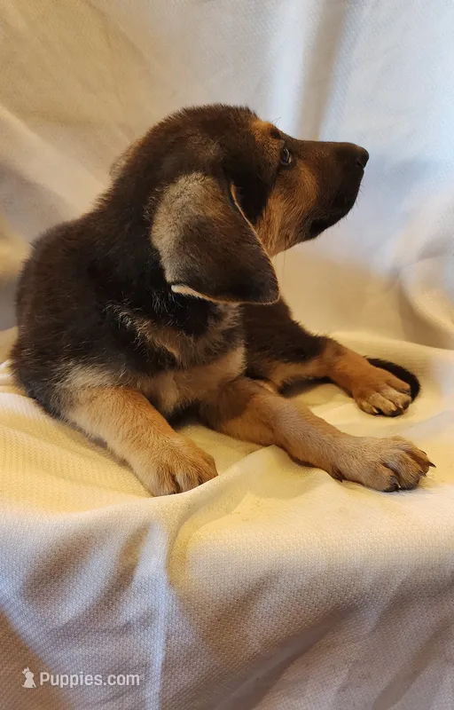 Male 1 – German Shepherd Dog puppy for sale in Victoria, TX