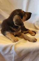 Male 1, a male German Shepherd Dog for sale in Victoria, TX – 1 of 2