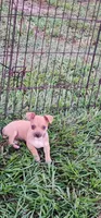 Caramel/tan, a female Chihuahua for sale in Victoria, TX – 2 of 3