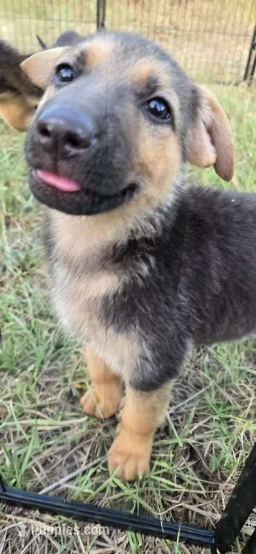 Mia – German Shepherd Dog puppy for sale in Victoria, TX