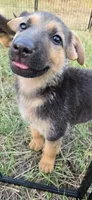 Mia, a female German Shepherd Dog for sale in Victoria, TX – 1 of 2