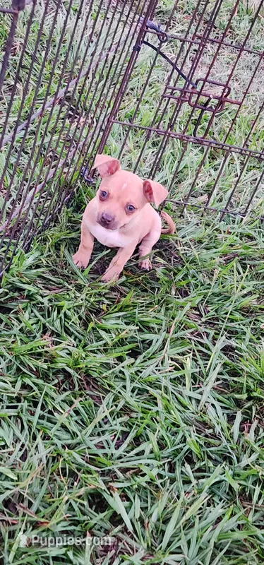 Caramel/tan – Chihuahua puppy for sale in Victoria, TX