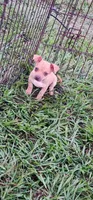 Caramel/tan, a female Chihuahua for sale in Victoria, TX – 1 of 3