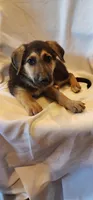Male 1, a male German Shepherd Dog for sale in Victoria, TX – 2 of 2