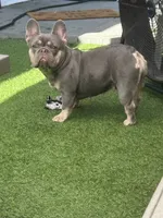 Sophie, a female French Bulldog for sale in Pensacola, FL – 4 of 4