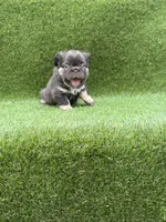 Griffy, a female French Bulldog for sale in Pensacola, FL – 1 of 6